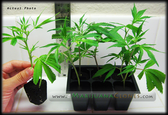 Marijuana Clones